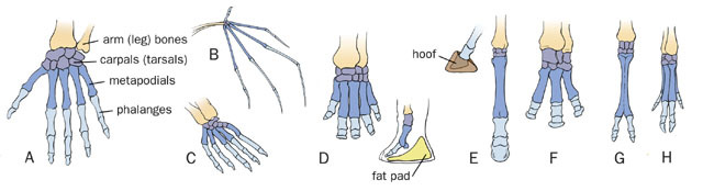 Vertebrata