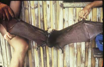 giant fruit bat wingspan