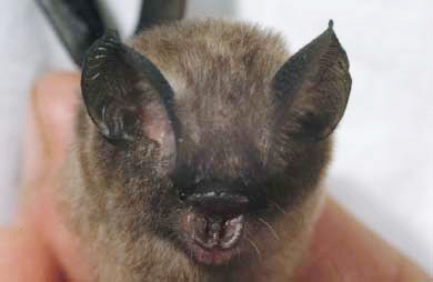 Hipposideros pygmaeus