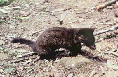 Paradoxurus