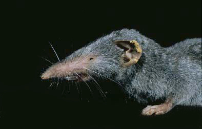 Female Shrew