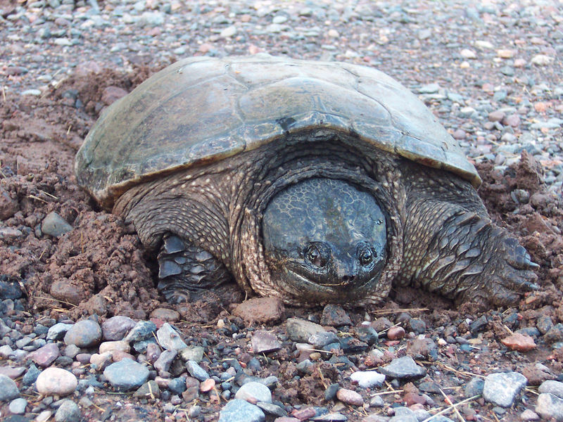 Chelydra serpentina