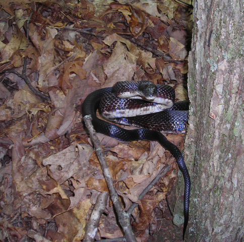 Black Rat Snake  A Naturalist's Journal