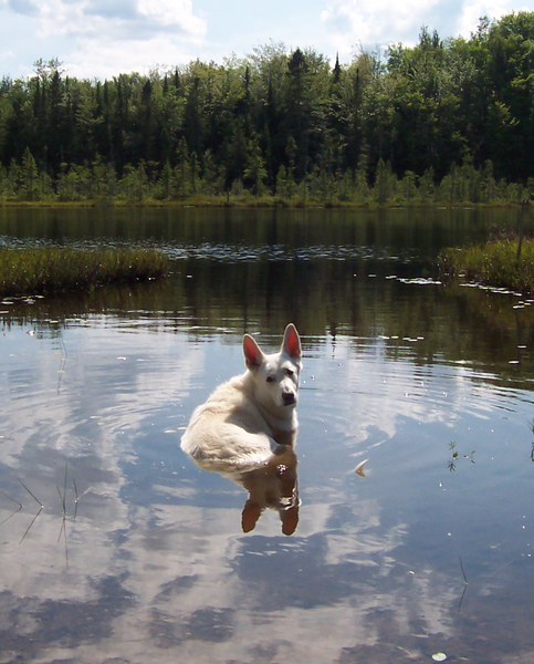 Canis lupus familiaris