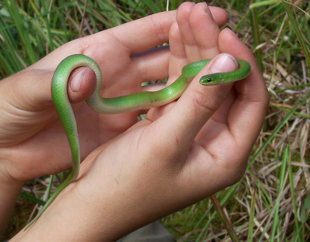 Learn about smooth greensnakes