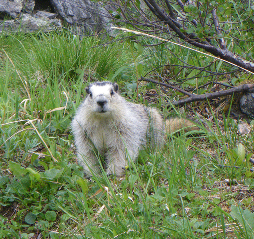 Adw: Marmota Caligata: Information