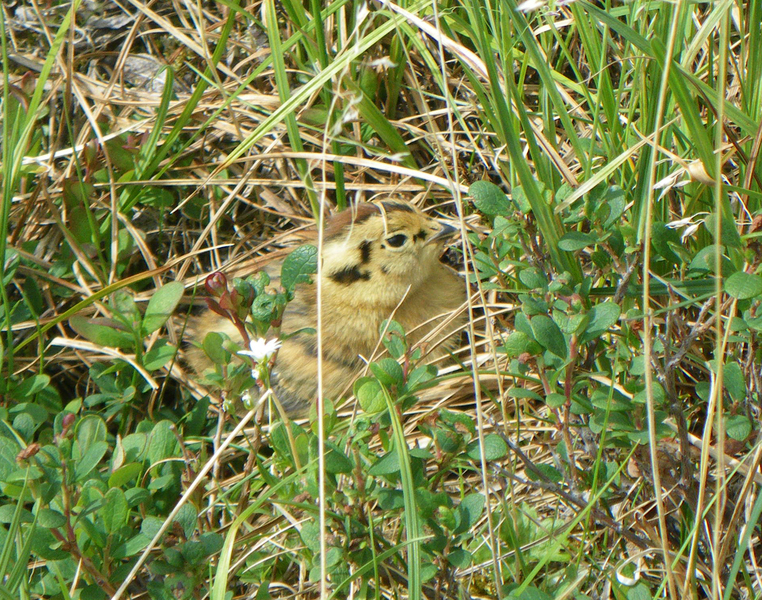 ptarmiganP3646