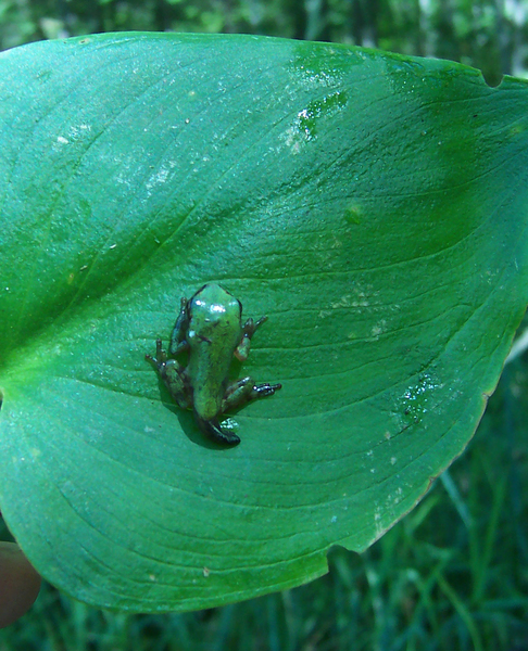 young_Hyla_versicolor