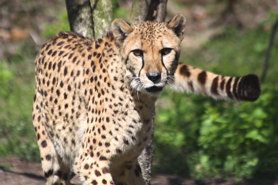 Acinonyx jubatus