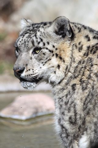 snow leopard tail in mouth