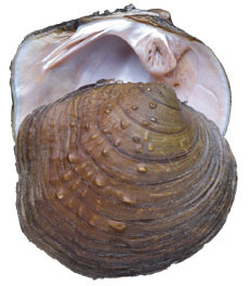 Cyclonaias tuberculata