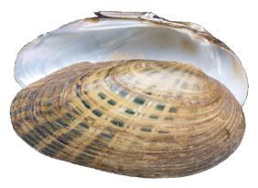 Mollusca