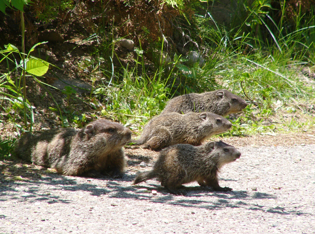 ADW: Marmota monax: INFORMATION