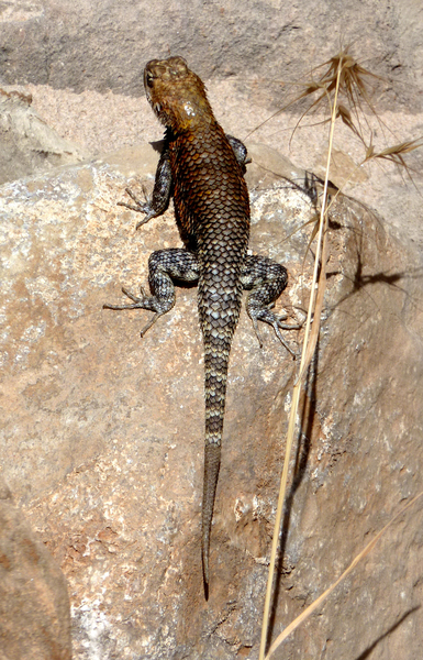 Phrynosomatidae