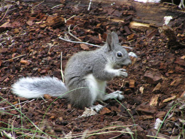 Photo of Sciurus aberti