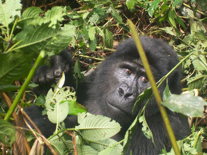 GORILLA