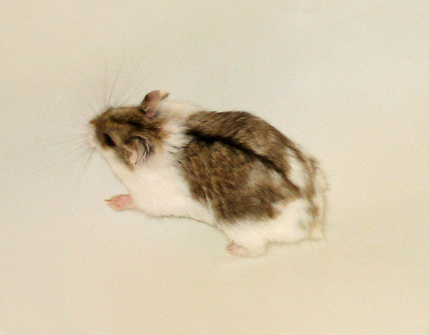 Campbell's Dwarf Hamster - Learn About Nature