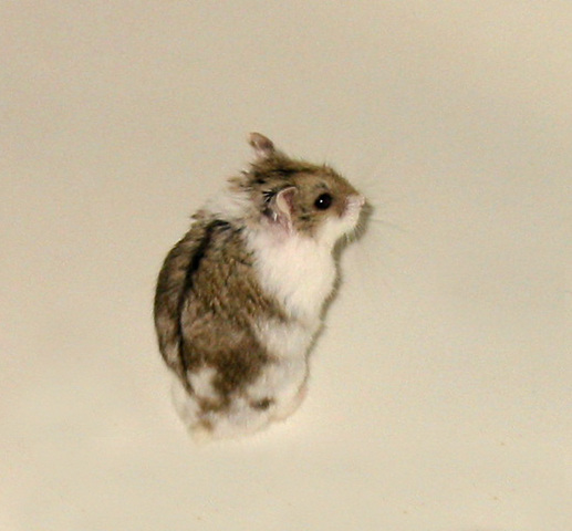 Campbell's dwarf hamster - Wikipedia