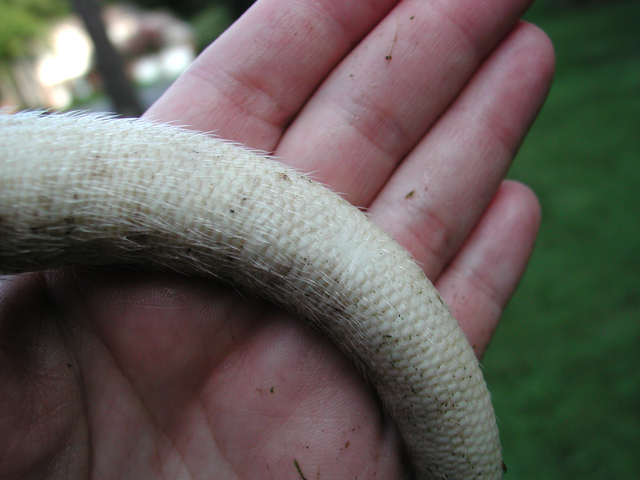 Photo of Didelphis virginiana