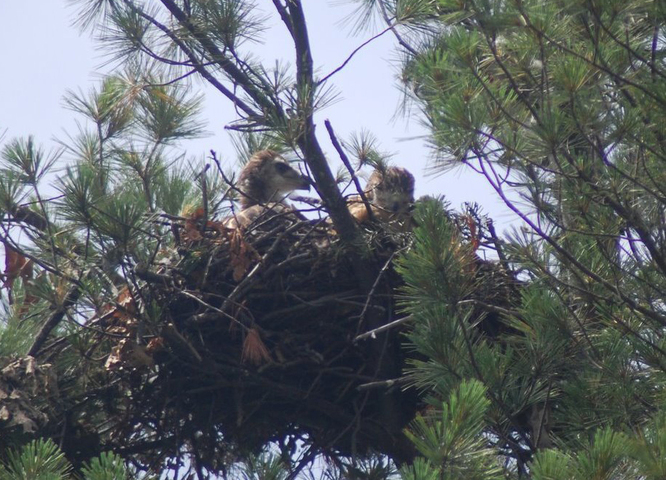 ADW: Buteo jamaicensis: INFORMATION