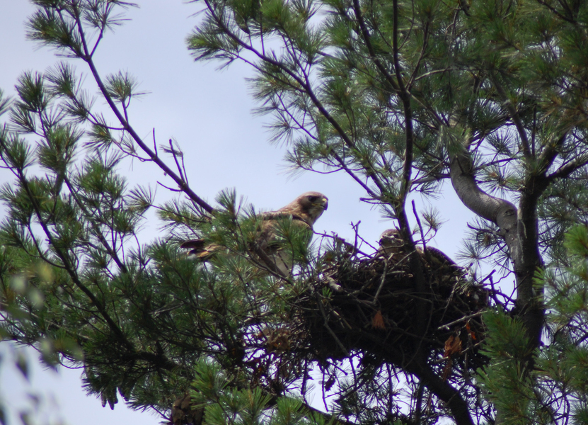 Buteo jamaicensis