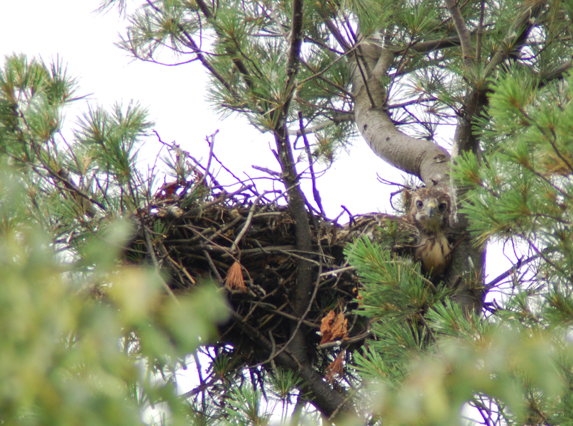 Buteo jamaicensis