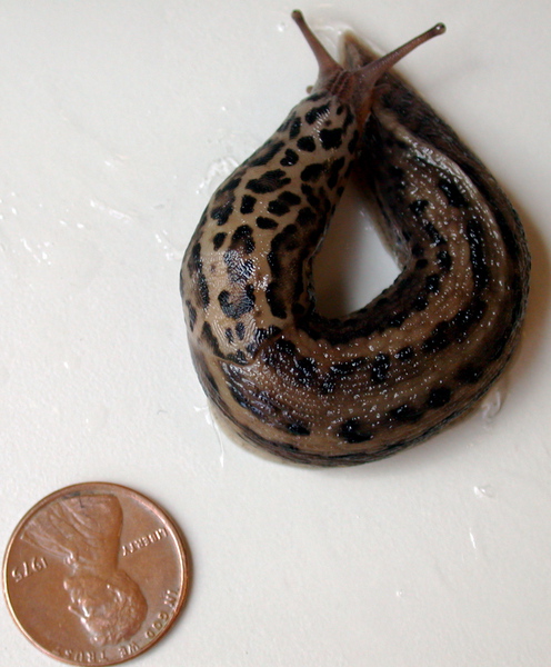 Limax maximus