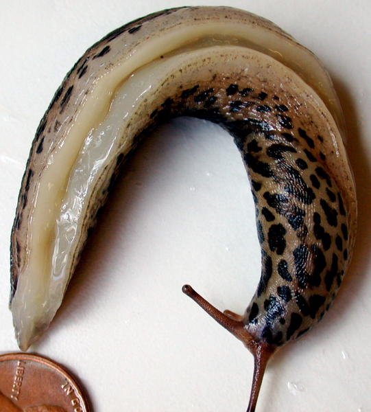 Limax maximus