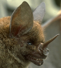 spear nosed bat