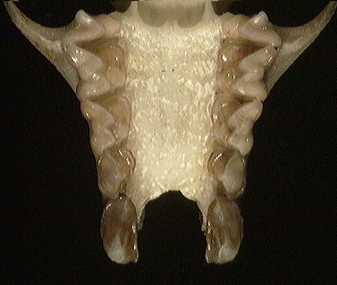 Deuterostomia