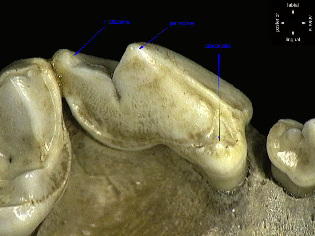 ADW: Canis lupus: SPECIMENS