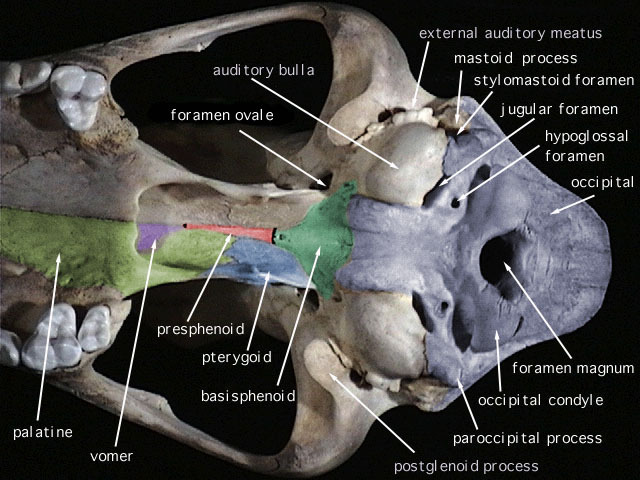 Vertebrata