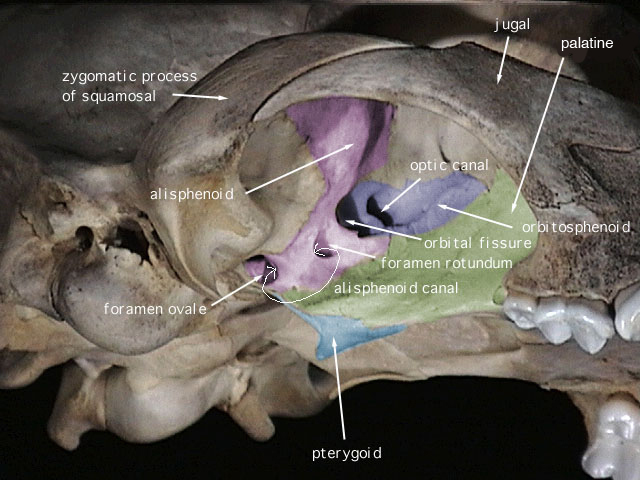 Craniata