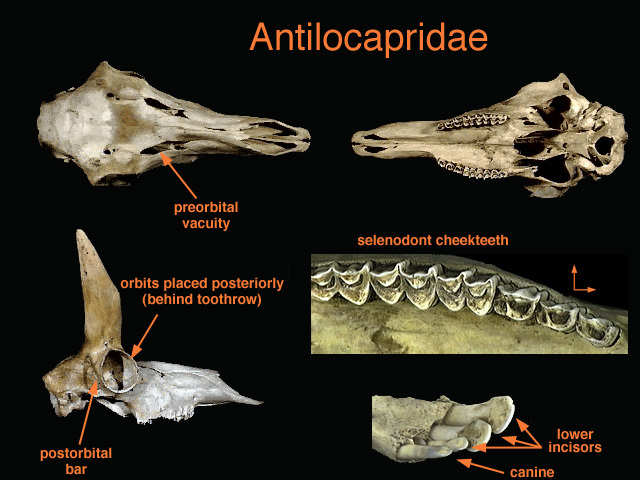 Deuterostomia