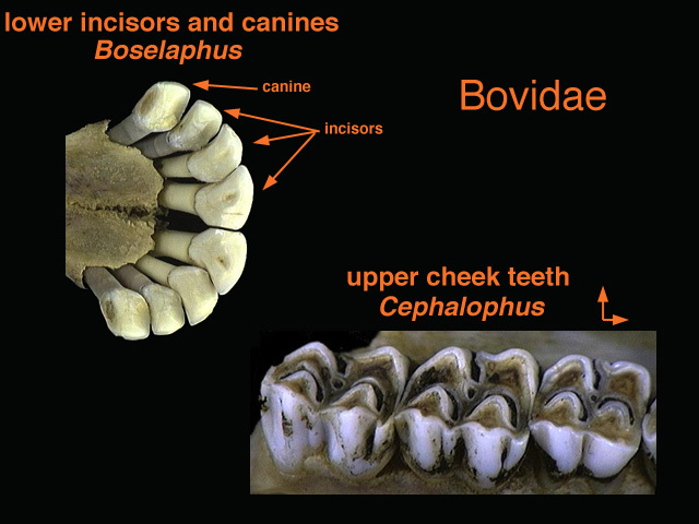 Cephalophinae