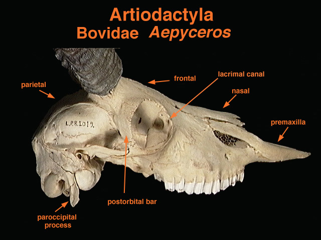 Synapsida