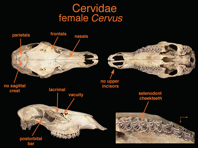 cervidae