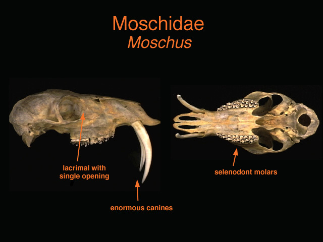 Moschus moschiferus