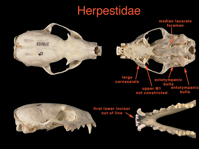 herpestidae