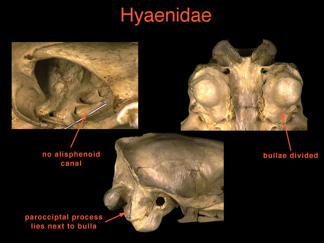 Hyaenidae