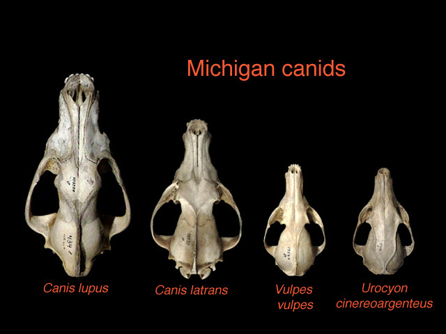 Canis latrans