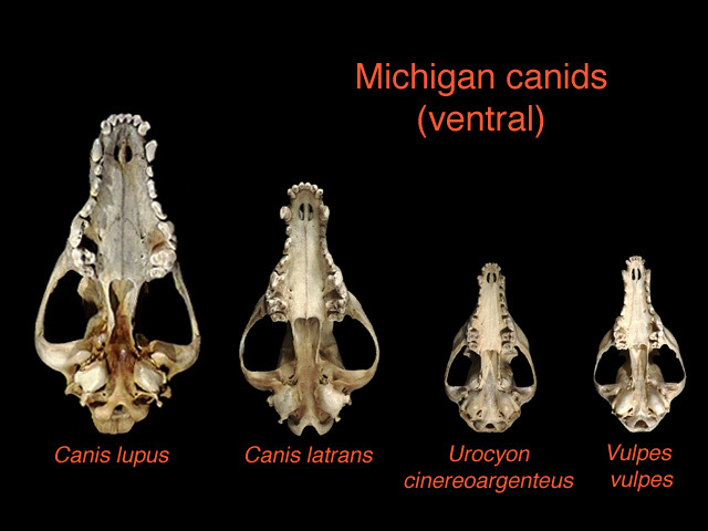 Urocyon cinereoargenteus