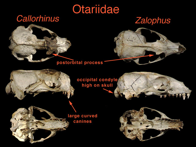 Otariidae