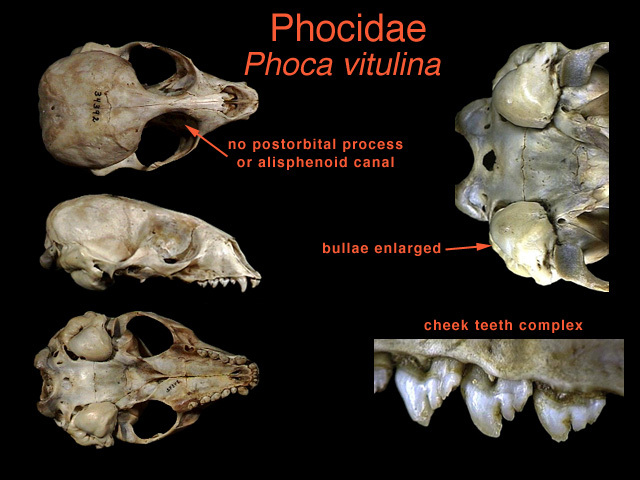 Phoca vitulina