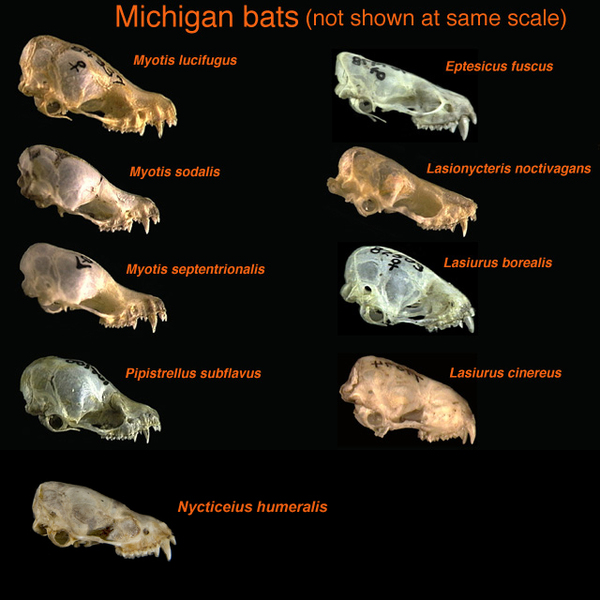 myotis lucifugus size