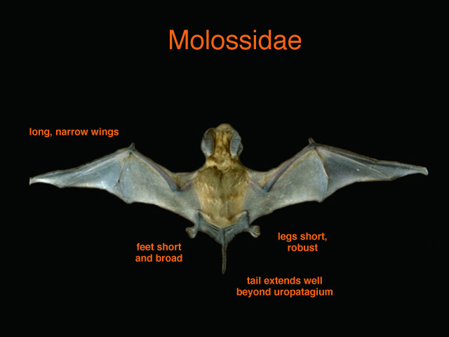 Molossidae