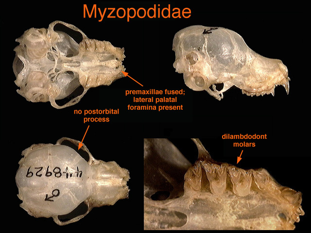 myzopodidae