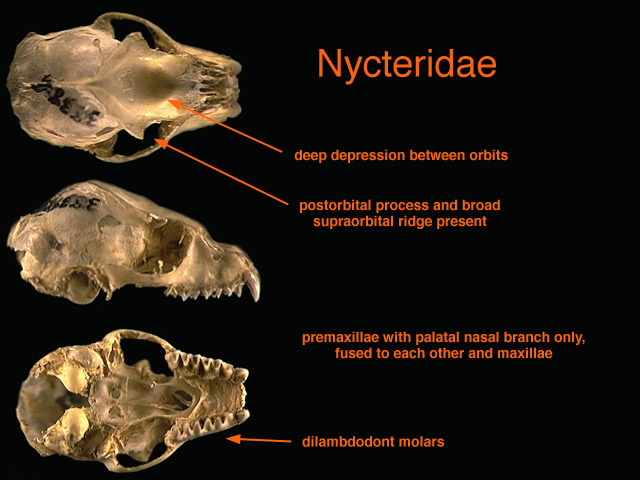 nycteridae