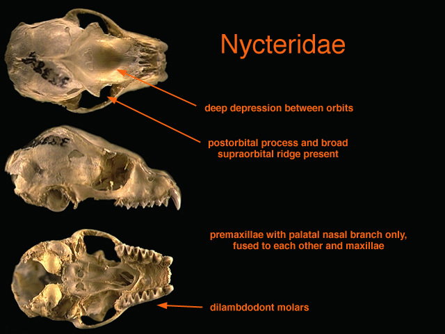 Sarcopterygii