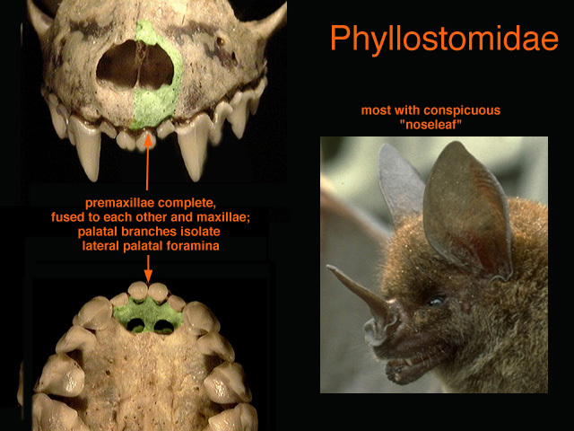 Phyllostominae